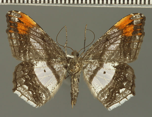 /filer/webapps/moths/media/images/F/fulvisparsa_Chiasmia_AM_Fiebig_02.jpg