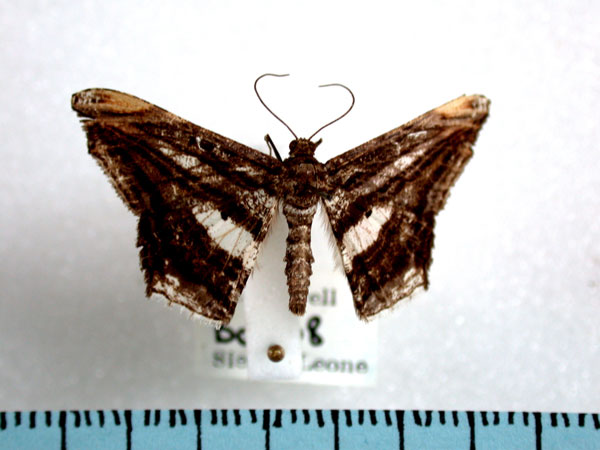 /filer/webapps/moths/media/images/F/fulvisparsa_Chiasmia_A_Revell.jpg
