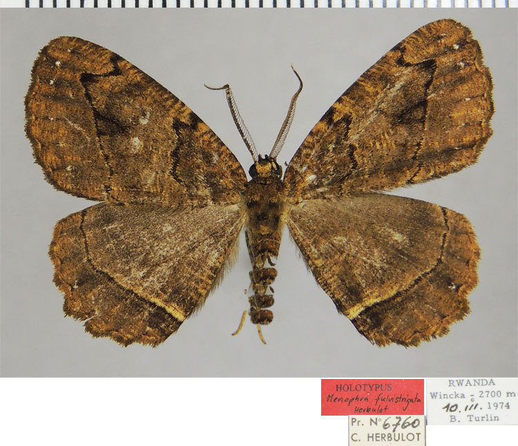 /filer/webapps/moths/media/images/F/fulvistrigata_Menophra_HT_ZSMa.jpg