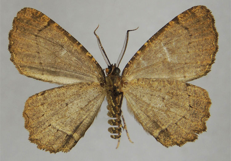 /filer/webapps/moths/media/images/F/fulvistrigata_Menophra_HT_ZSMb.jpg