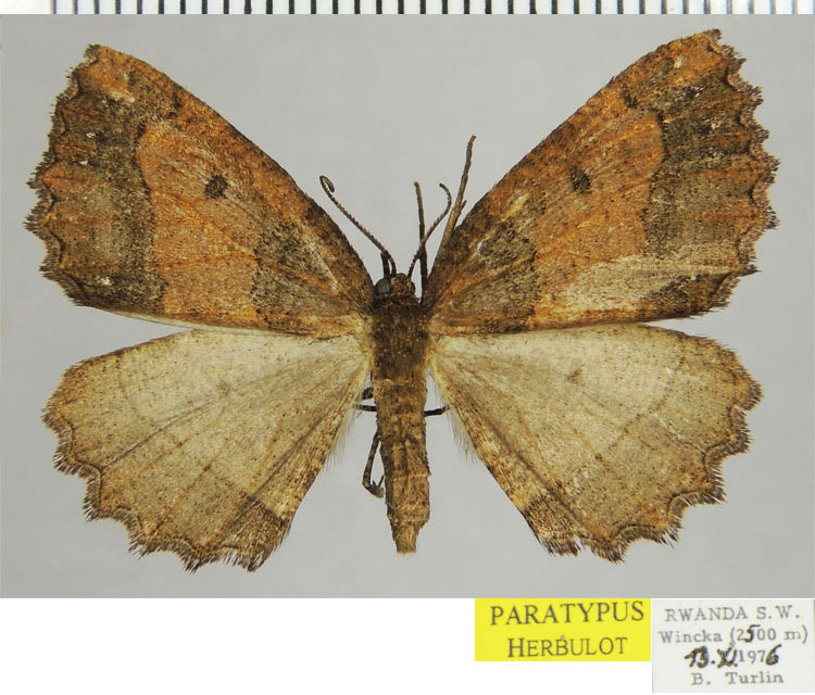 /filer/webapps/moths/media/images/F/fulvistrigata_Menophra_PTF_ZSM.jpg