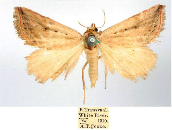 /filer/webapps/moths/media/images/F/fulvitermina_Eublemma_AF_BMNH_s2nCcdC.jpg