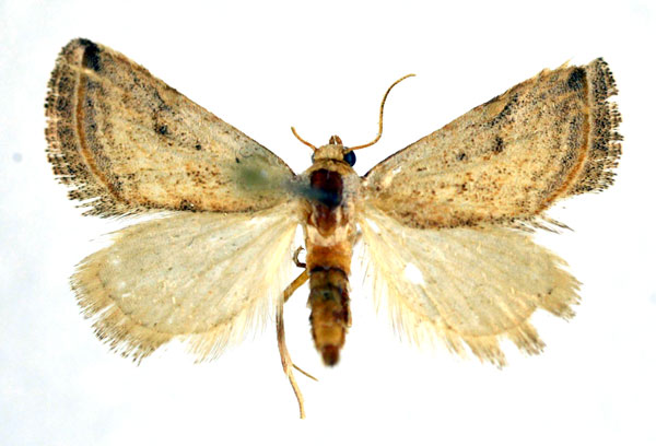/filer/webapps/moths/media/images/F/fulvitermina_Eublemma_A_NHMO.jpg