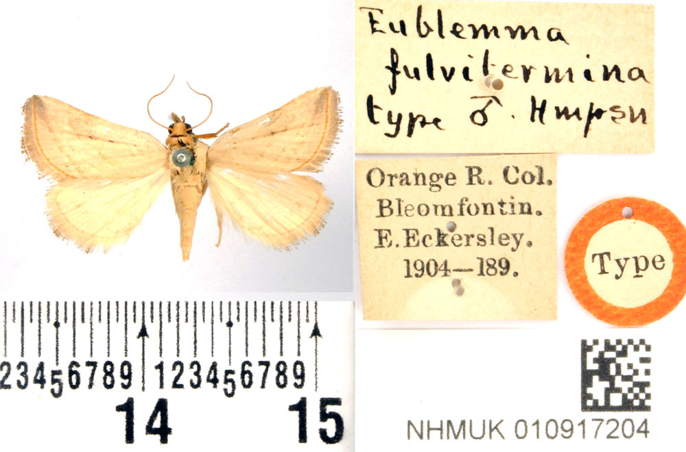 /filer/webapps/moths/media/images/F/fulvitermina_Eublemma_HT_BMNH.jpg
