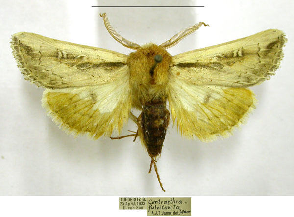/filer/webapps/moths/media/images/F/fulvitincta_Ectochela_AM_TMSA.jpg