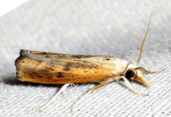 /filer/webapps/moths/media/images/F/fulvitinctella_Pediasia_A_Braun_01.jpg