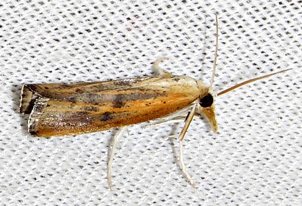 /filer/webapps/moths/media/images/F/fulvitinctella_Pediasia_A_Braun_02.jpg
