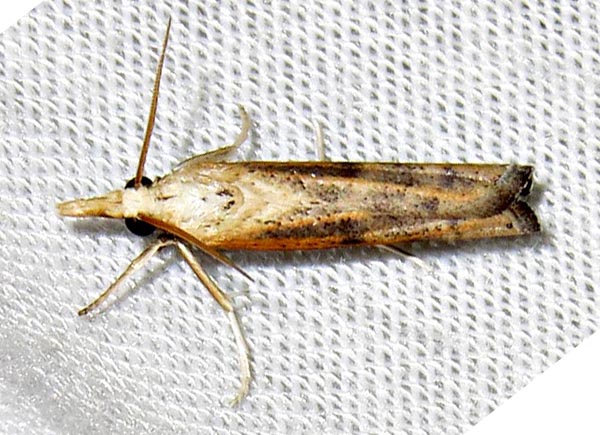 /filer/webapps/moths/media/images/F/fulvitinctella_Pediasia_A_Braun_03.jpg