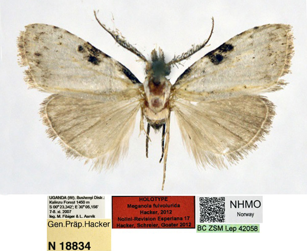 /filer/webapps/moths/media/images/F/fulvolurida_Meganola_HT_NHMO.jpg
