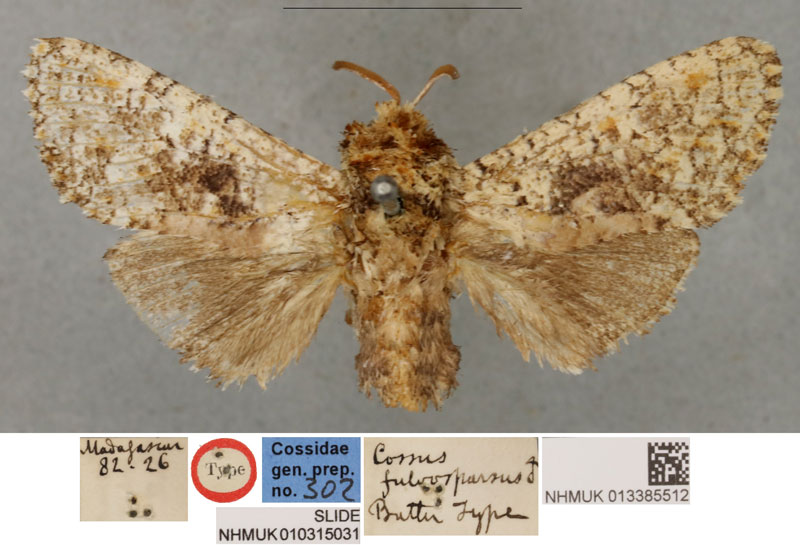 /filer/webapps/moths/media/images/F/fulvosparsus_Cossus_LT_BMNH.jpg