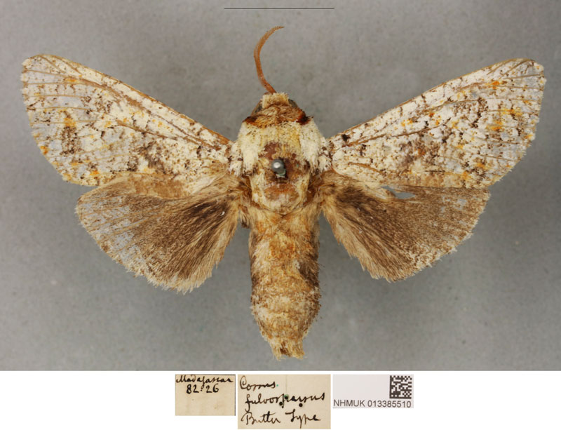 /filer/webapps/moths/media/images/F/fulvosparsus_Cossus_PLT_BMNH_01.jpg