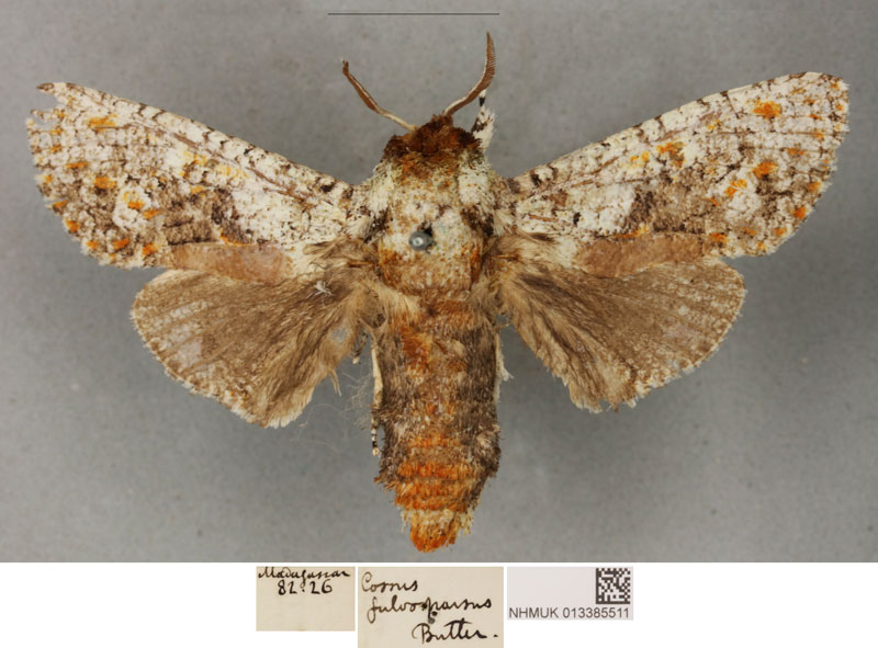 /filer/webapps/moths/media/images/F/fulvosparsus_Cossus_PLT_BMNH_02.jpg