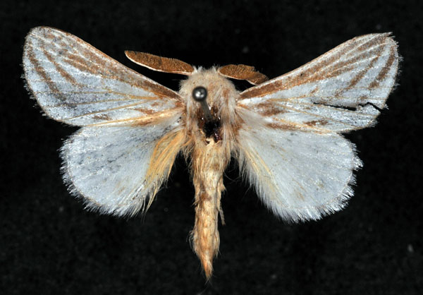 /filer/webapps/moths/media/images/F/fulvostriata_Labea_HT_MWNH_01.jpg