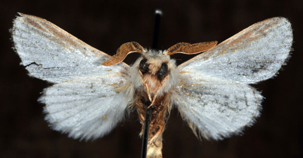 /filer/webapps/moths/media/images/F/fulvostriata_Labea_HT_MWNH_02.jpg