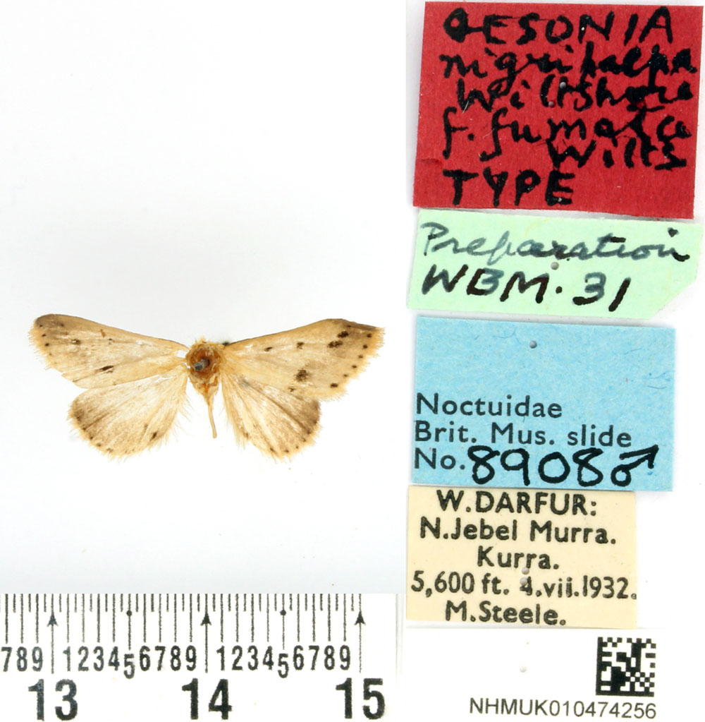 /filer/webapps/moths/media/images/F/fumata_Gesonia_HT_BMNH.jpg