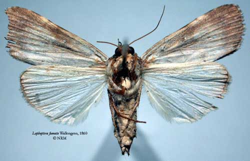/filer/webapps/moths/media/images/F/fumata_Lophoptera_HT_SNHMb.jpg