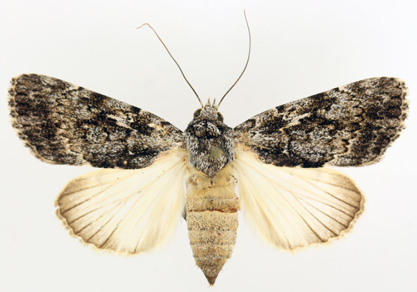 /filer/webapps/moths/media/images/F/fumata_Tachosa_AF_TMSA.jpg