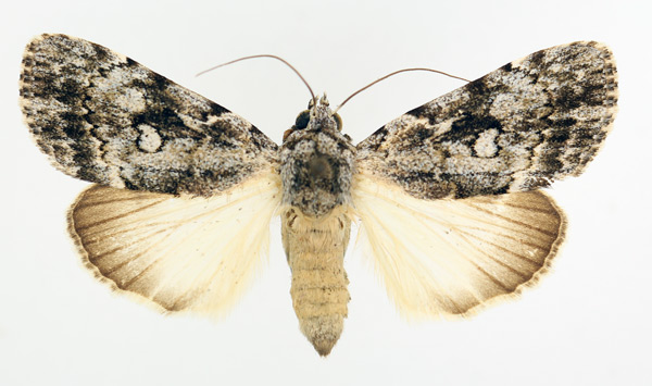 /filer/webapps/moths/media/images/F/fumata_Tachosa_AF_TMSA_02.jpg