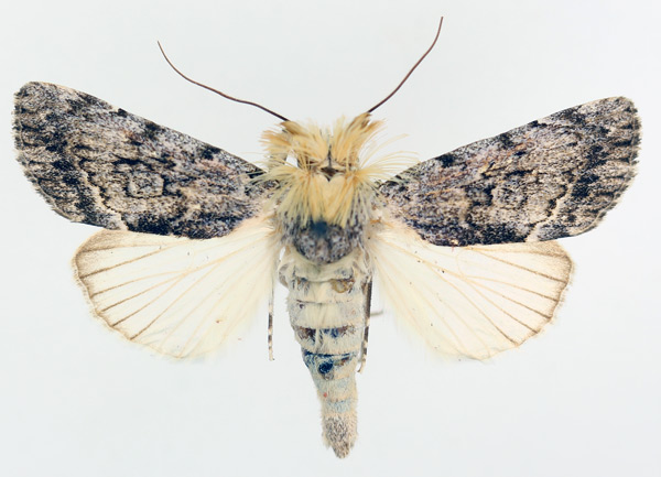 /filer/webapps/moths/media/images/F/fumata_Tachosa_AM_TMSA_01.jpg
