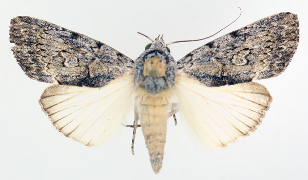 /filer/webapps/moths/media/images/F/fumata_Tachosa_AM_TMSA_02.jpg