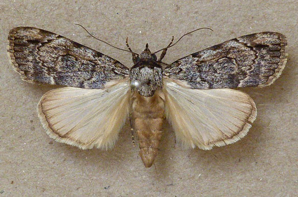 /filer/webapps/moths/media/images/F/fumata_Tachosa_A_Butler.jpg