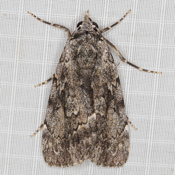 /filer/webapps/moths/media/images/F/fumata_Tachosa_A_Heyns_01.JPG