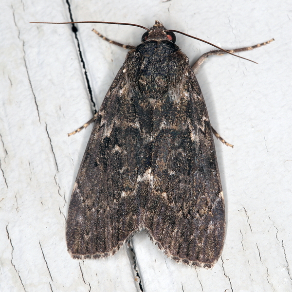 /filer/webapps/moths/media/images/F/fumata_Tachosa_A_Heyns_02.JPG