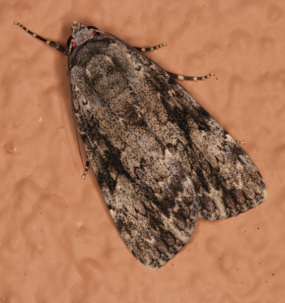 /filer/webapps/moths/media/images/F/fumata_Tachosa_A_Roland_01.jpg