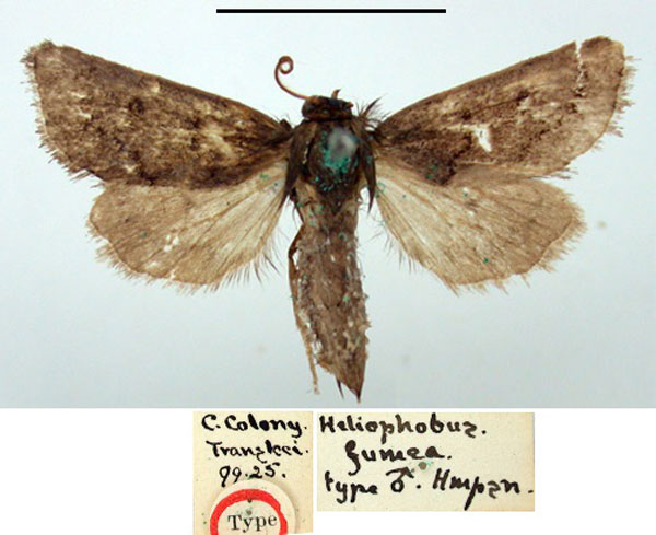 /filer/webapps/moths/media/images/F/fumea_Heliophobus_HT_BMNH.jpg