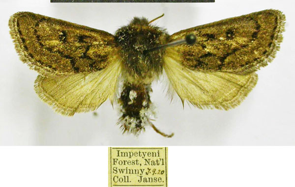 /filer/webapps/moths/media/images/F/fumea_Ulochlaena_AM_TMSA.jpg