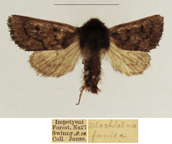 /filer/webapps/moths/media/images/F/fumea_Ulochlaena_AM_TMSA_01.jpg
