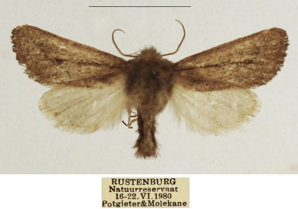 /filer/webapps/moths/media/images/F/fumea_Ulochlaena_AM_TMSA_02.jpg