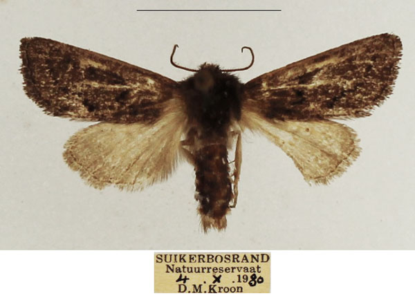 /filer/webapps/moths/media/images/F/fumea_Ulochlaena_AM_TMSA_03.jpg