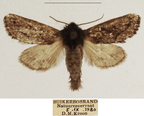 /filer/webapps/moths/media/images/F/fumea_Ulochlaena_AM_TMSA_04.jpg