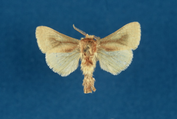 /filer/webapps/moths/media/images/F/fumealis_Kroonia_AM_TMSA.jpg