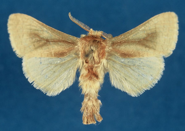 /filer/webapps/moths/media/images/F/fumealis_Kroonia_AM_TMSA_ZJutYNB.jpg