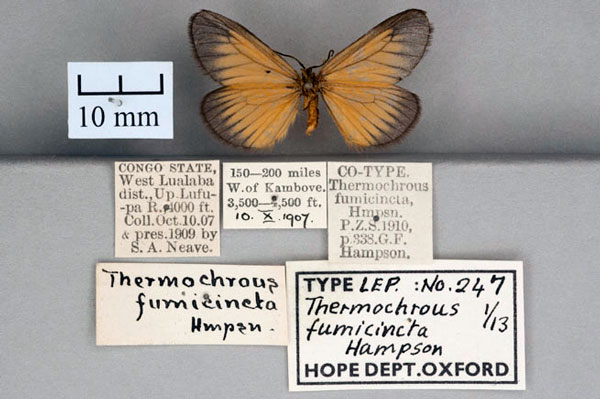 /filer/webapps/moths/media/images/F/fumicincta_Thermochrous_ST_OUMNH_02.jpg