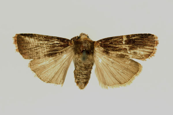 /filer/webapps/moths/media/images/F/fumicolor_Amazonides_AF_RMCA.jpg