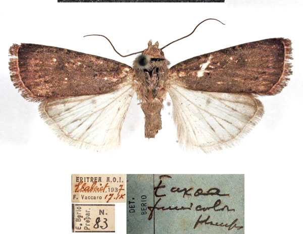 /filer/webapps/moths/media/images/F/fumicolor_Amazonides_AM_MSNM.jpg