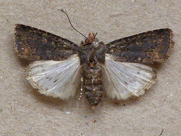 /filer/webapps/moths/media/images/F/fumicolor_Amazonides_A_Butler.jpg