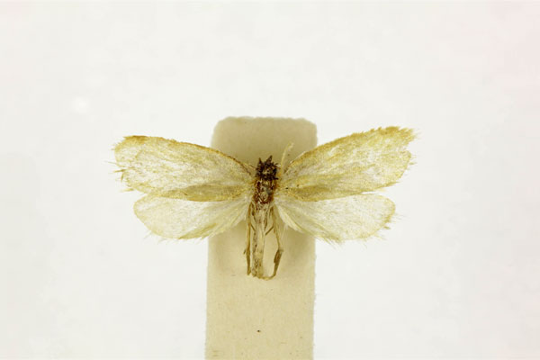 /filer/webapps/moths/media/images/F/fumicoma_Narycia_A_RMCA.jpg