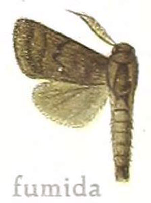 /filer/webapps/moths/media/images/F/fumida_Metarbela_HT_MfN.jpg