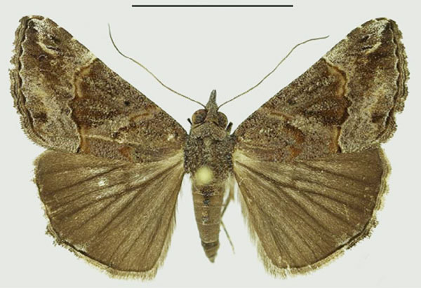 /filer/webapps/moths/media/images/F/fumidalis_Hypena_AM_Karisch.jpg