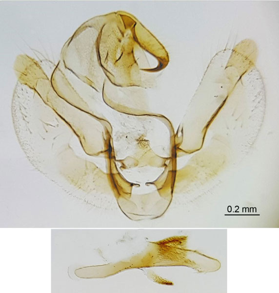 /filer/webapps/moths/media/images/F/fumidalis_Hypena_GM_Stadie-3601.jpg