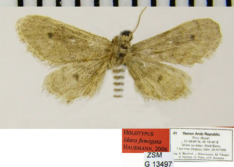 /filer/webapps/moths/media/images/F/fumigata_Idaea_HT_ZSMa.jpg