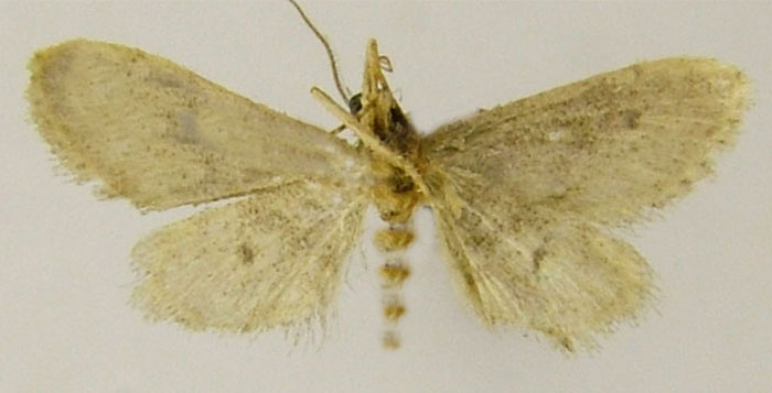 /filer/webapps/moths/media/images/F/fumigata_Idaea_HT_ZSMb.jpg