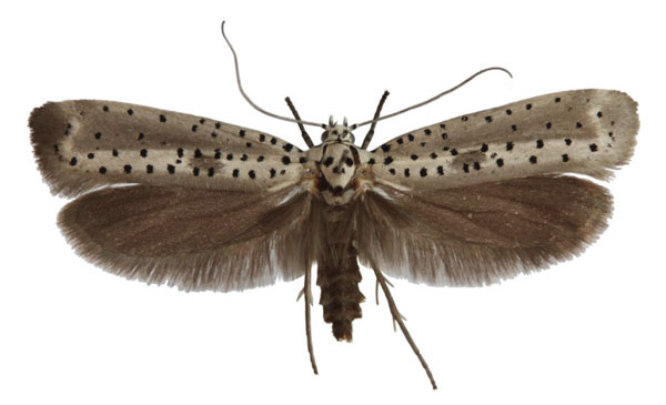 /filer/webapps/moths/media/images/F/fumigatus_Yponomeuta_AF_Agassiz.jpg