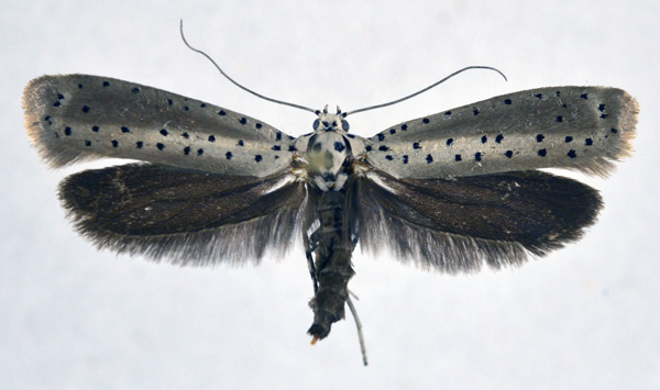 /filer/webapps/moths/media/images/F/fumigatus_Yponomeuta_AF_NHMO.jpg