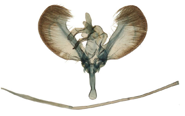 /filer/webapps/moths/media/images/F/fumigatus_Yponomeuta_GM_Agassiz_3075.jpg
