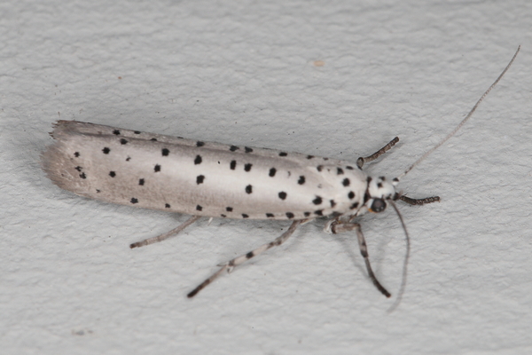 /filer/webapps/moths/media/images/F/fumigatus_Yponomeuta__A_Heyns_01.JPG